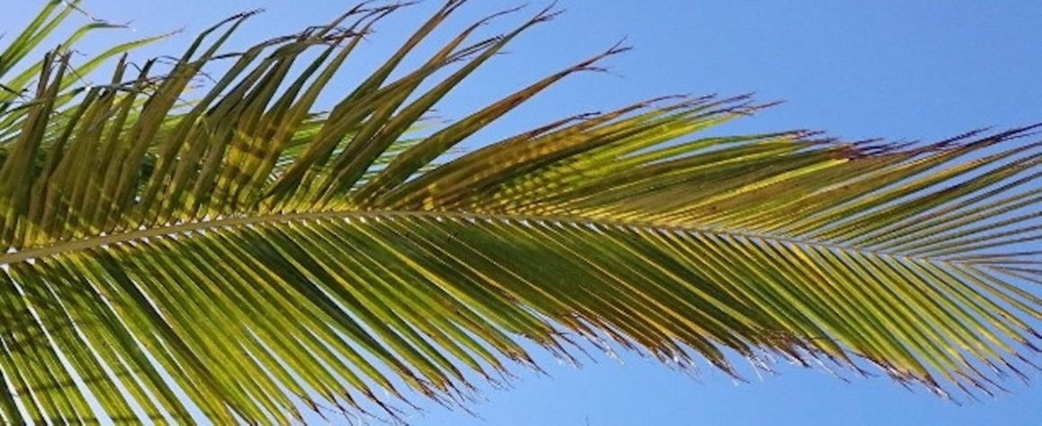 NIEDZIELA  PALMOWA, 29.03.2026