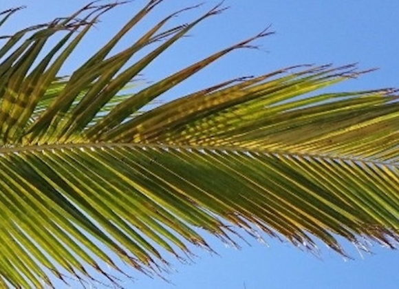 NIEDZIELA  PALMOWA, 29.03.2026